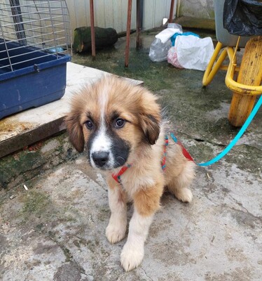 Möhre, Mischling Welpen - Rüde