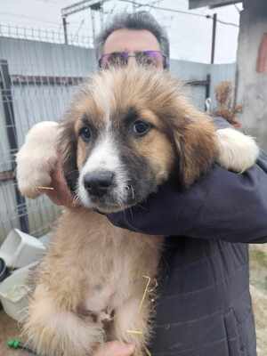 Möhre, Mischling Welpen - Rüde