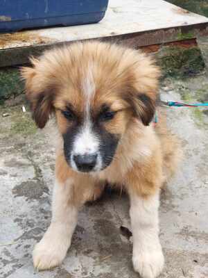 Möhre, Mischling Welpen - Rüde