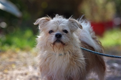 Mörfie /Morphy, Malteser Bichon mischling - Rüde
