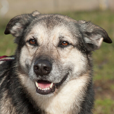 Moffy, Schäfer-Mix - Rüde