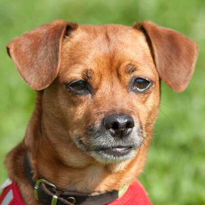 Moffylein, Chihuahua-Rehpinscher-Mix - Rüde