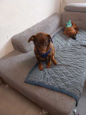 Mogli, Mischling - Rüde