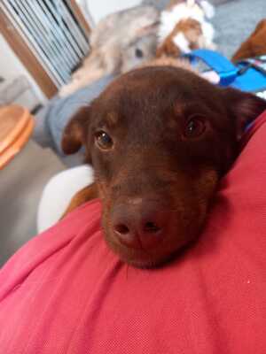 Mogli, Mischling - Rüde