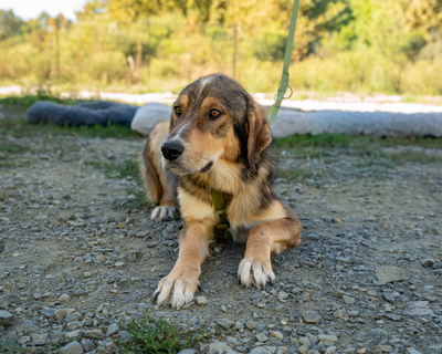 Mogli