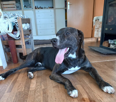 Mogli - NOTFALL Österreich, Mischling - Rüde