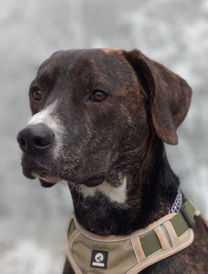 Mogli - NOTFALL Österreich