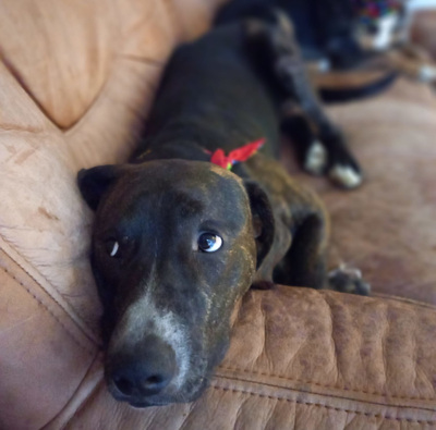 Mogli - NOTFALL Österreich, Mischling - Rüde