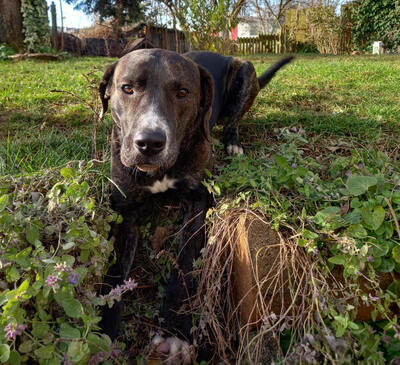 Mogli - NOTFALL Österreich, Mischling - Rüde