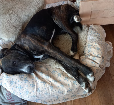 Mogli - NOTFALL Österreich, Mischling - Rüde