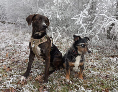 Mogli - NOTFALL Österreich, Mischling - Rüde