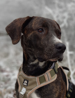 Mogli - NOTFALL Österreich, Mischling - Rüde