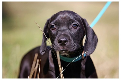 Mogli, SPANIEL - Mischling Welpen - Rüde