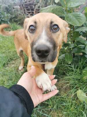 Mogyi, Mischling Welpen - Rüde