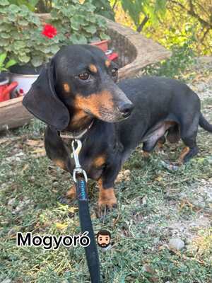 Mogyoro - lieber Dackel-Mix sucht...