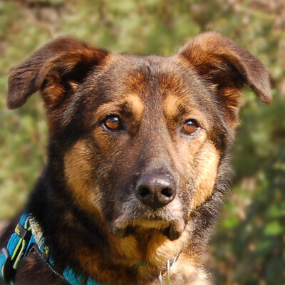 Moha, Schäfer-Mix - Rüde