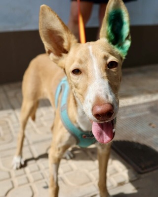 Moka, Podenco Andaluz - Hündin