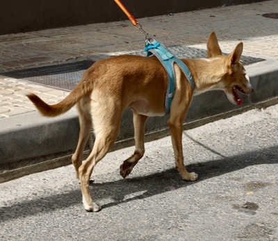 Moka, Podenco Andaluz - Hündin