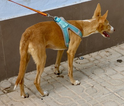 Moka, Podenco Andaluz - Hündin