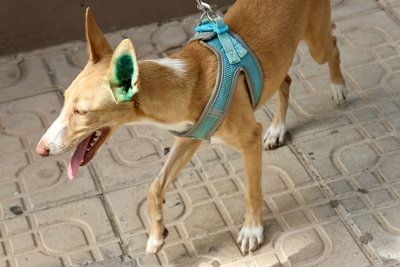 Moka, Podenco Andaluz - Hündin