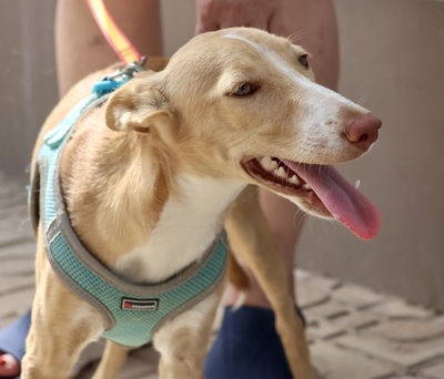 Moka, Podenco Andaluz - Hündin