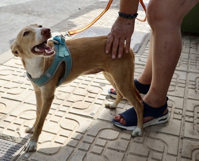 Moka, Podenco Andaluz - Hündin