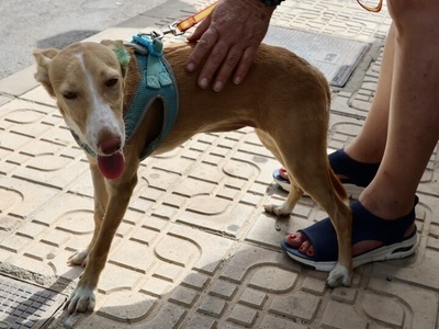 Moka, Podenco Andaluz - Hündin