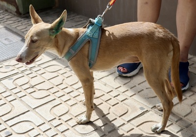 Moka, Podenco Andaluz - Hündin