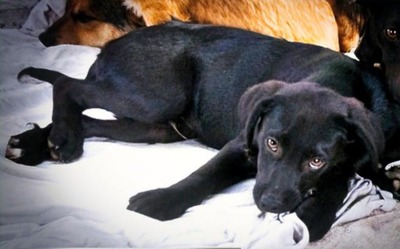 Mokka - neugierig und freundlich, Mischling - Rüde