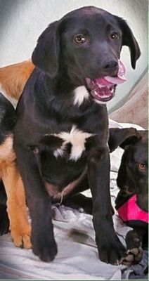 Mokka - neugierig und freundlich, Mischling - Rüde