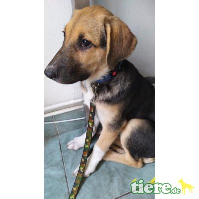 Molda, süße Maus sucht ein Zuhause - Hündin