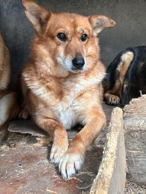 Molly, Mischling - Hündin