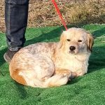 Molly, Mix - Hündin