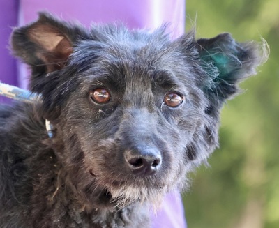 Molly, Mix - Hündin