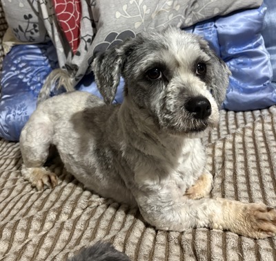 Molly, Mix - Hündin