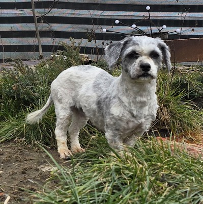 Molly, Mix - Hündin