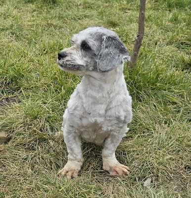 Molly, Mix - Hündin