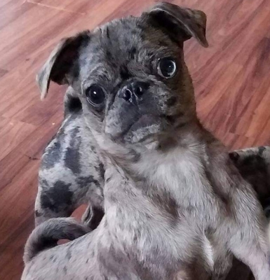 Molly, Moops - Hündin