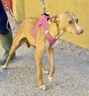 Molly, Podenco Andaluz - Mix - Hündin