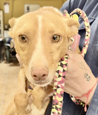 Molly, Podenco Andaluz - Mix - Hündin