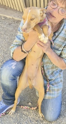 Molly, Podenco Andaluz - Mix - Hündin