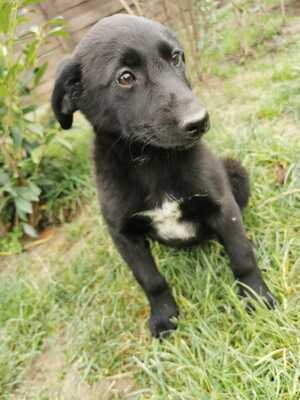 Molly, Welpen - Hündin