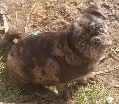 Molly sucht Mopsliebhaber, Mops - Hündin