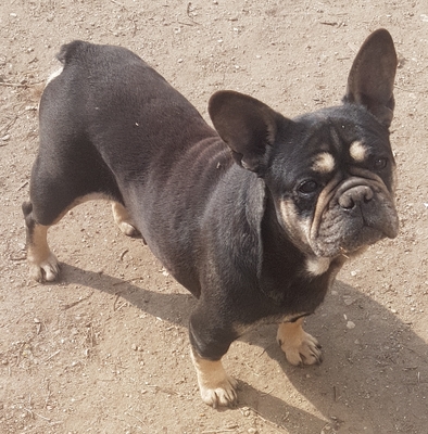 Molly sucht Traumschloss, Französische Bulldogge - Hündin