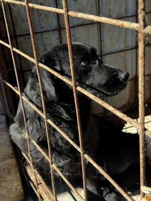 Molly wird immer übersehen, Mischling - Hündin