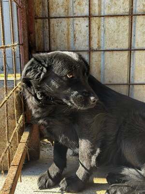 Molly wird immer übersehen, Mischling - Hündin