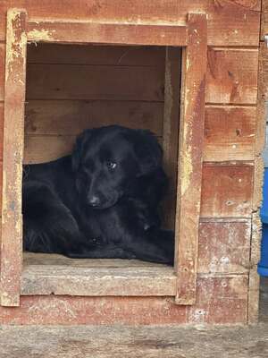 Molly wird immer übersehen, Mischling - Hündin