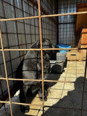 Molly wird immer übersehen, Mischling - Hündin