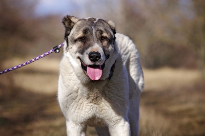 Molly, zentralasiatische Herdenschutz - Hündin