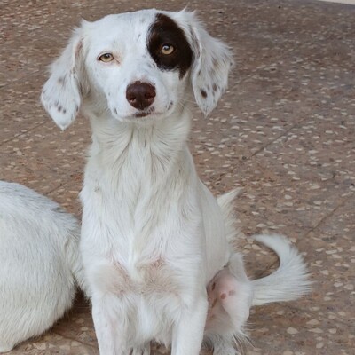 Moly - ein freundliches, fröhliches und sehr weiches Wesen, Kokoni - Hündin